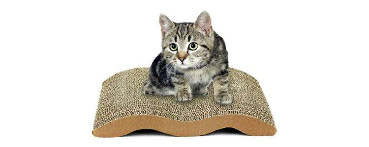 小猫可以剪指甲吗 多大小猫可以剪指甲