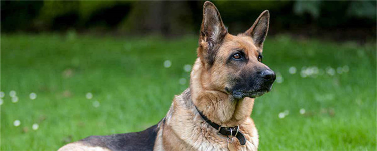 德国牧羊犬有什么优点 想养德牧的你心动了吗