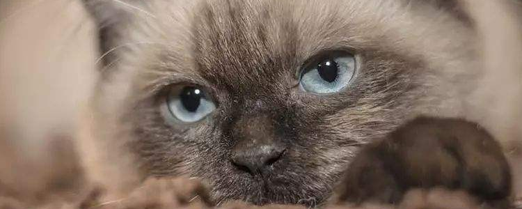 猫太调皮怎么办 猫太调皮了可以打吗？