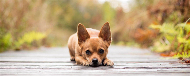 吉娃娃有什么缺点 如果忍受不了最好别养