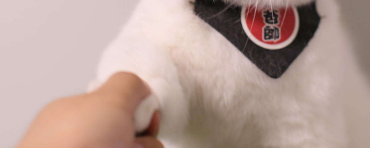 怎么训练猫握手 选来这么简单！