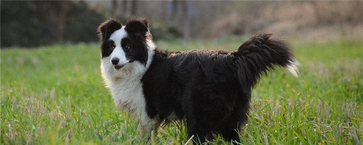 边境牧羊犬的缺点 你知道的有哪些呢