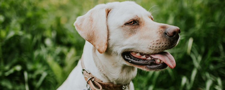 常见的伴侣犬有哪些 这几种狗狗非常受欢迎