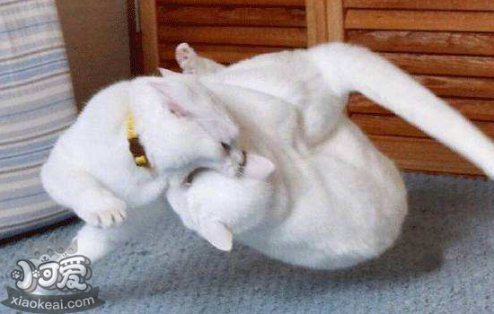猫发情的小知识 棉签大法其实并不好