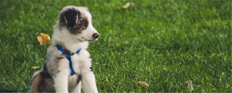 狗狗不能吃什么 这几种东西对狗狗伤害很大