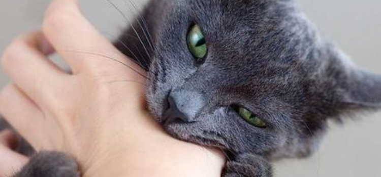 被猫抓伤了怎么办 需要打狂犬疫苗吗