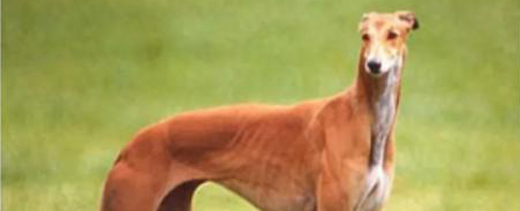 格力犬每天怎么溜 格力犬怎么遛出完美体形