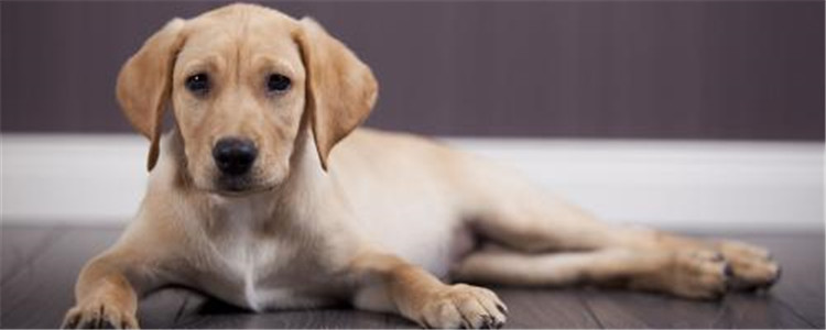 养拉布拉多需要什么 急性子的人最好不要饲养