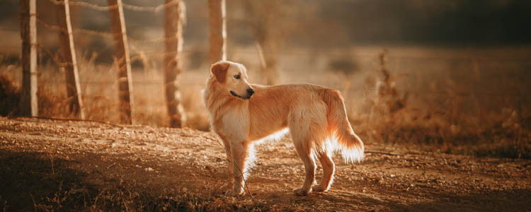 狗狗追着自己尾巴咬是怎么回事 可能是疾病信号