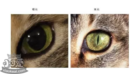 猫的瞳孔为什么会变 代表着什么