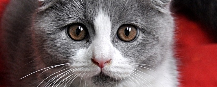 猫的瞳孔为什么会变 代表着什么