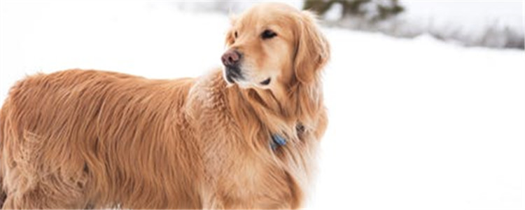 这几种狗要养请慎重 养了之后才后悔就晚了