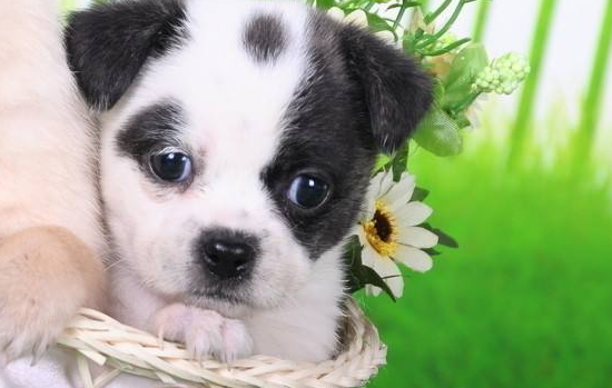 狗发情可以洗澡吗 洗澡了有危害吗