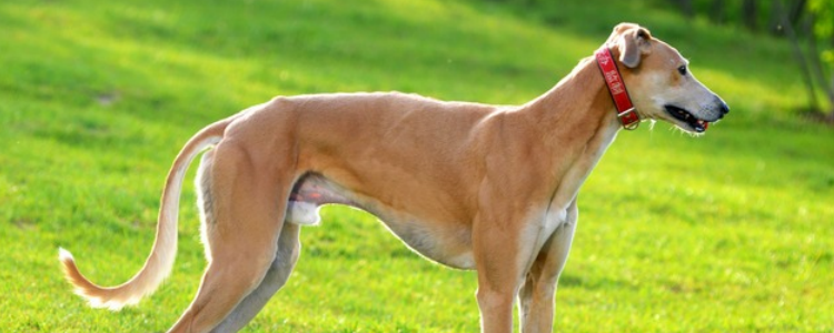 格力犬饲养指南 饲养格力犬你需要注意以下3点！