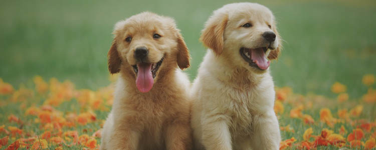 狗粮对狗狗健康的成分 为什么狗吃狗粮不会出现健康问题