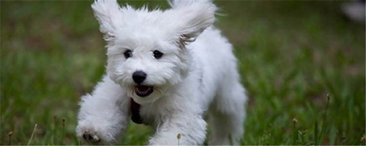 养比熊犬的坏处有哪些 想养比熊的可以看一看