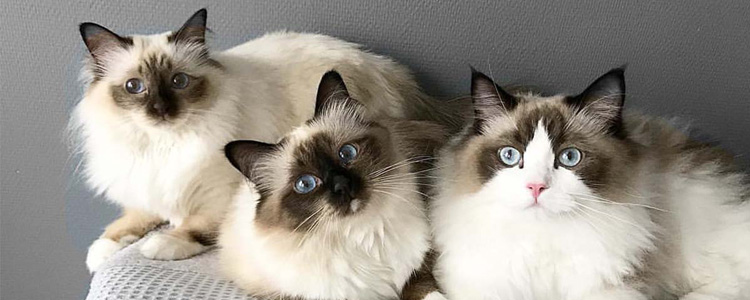 猫洗澡的误区 猫洗澡的错误事项你知道吗