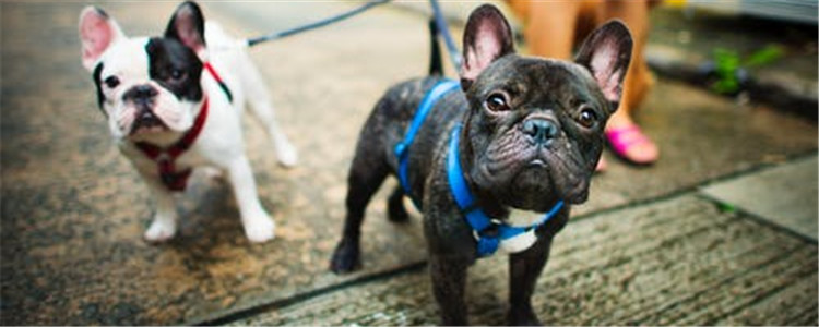 哪些狗狗体味比较重 对气味过敏的人不要养