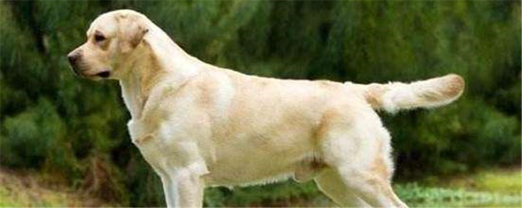 拉布拉多的五种性格类型 你家狗狗属于哪一种呢