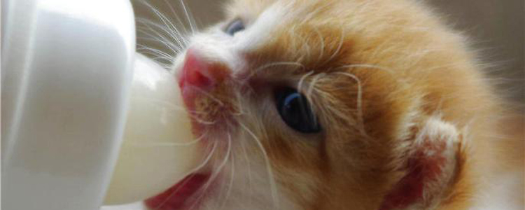 猫粮怎么做 自制营养猫粮做法教程