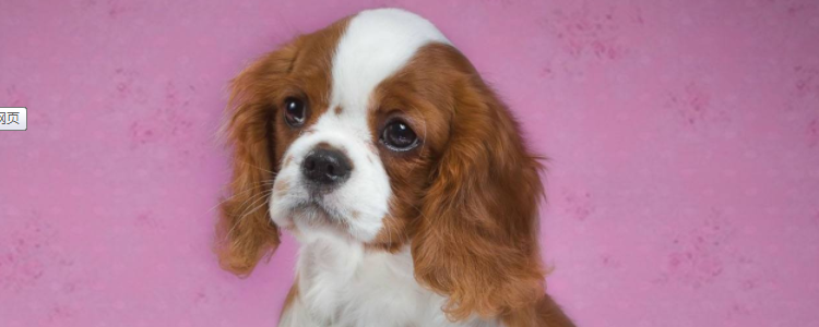 西班牙小猎犬注意力怎么训练 这几个方法你要知道