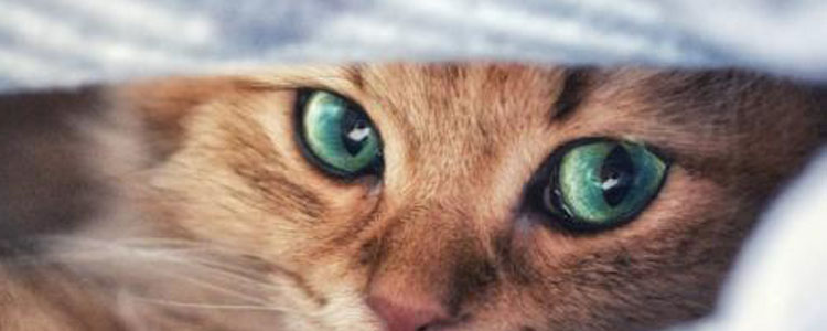 自制猫饭真的合适吗 猫的身体究竟适不适合自制猫饭