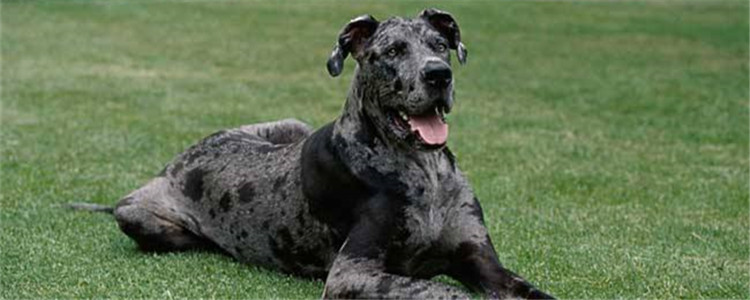 大丹犬的优点是什么 看似凶猛其实很粘人