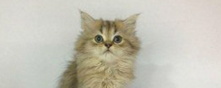 猫藓如何避免扩散 要避免猫藓扩散的注意事项