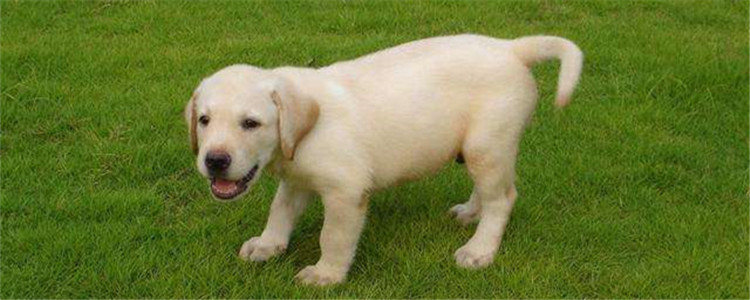 养拉布拉多需要注意什么 新手铲屎官要谨记