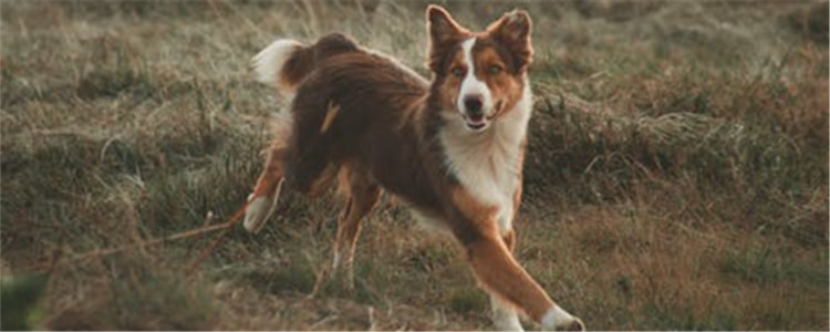 寿命短的狗狗有哪些 重感情的人最好不要养