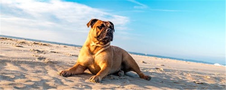 夏天养狗要注意什么 怎样才能让狗狗平安一夏