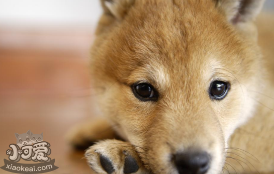 柴犬掉毛怎么办 柴犬掉毛你必须知道的解决办法！