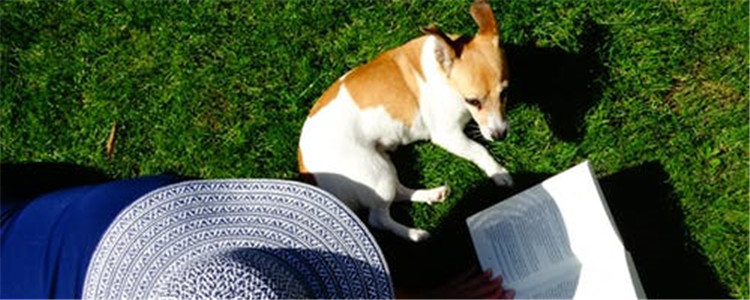 狗为什么喜欢跟主人睡 狗和主人睡的原因你知道了吗