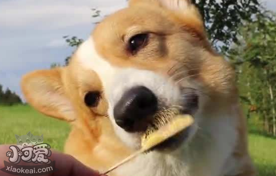狗为什么不能吃葡萄 狗吃了葡萄该怎么办