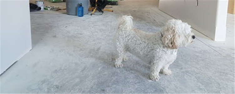 新手养狗需要做什么 新手铲屎官们快快看过来