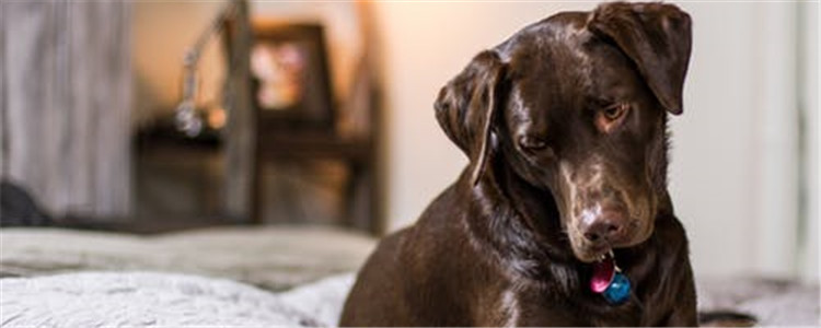 吃什么可以改善狗狗的毛发 有效亮毛的食物你知道吗