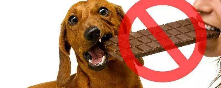 狗为什么不能吃巧克力 你还不知道吗