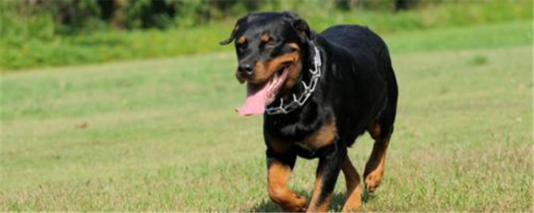 罗威纳适合家养吗 罗威纳为什么适合家养