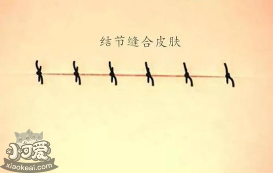 犬猫绝育前准备什么 告诉犬猫在手术床上经历了什么