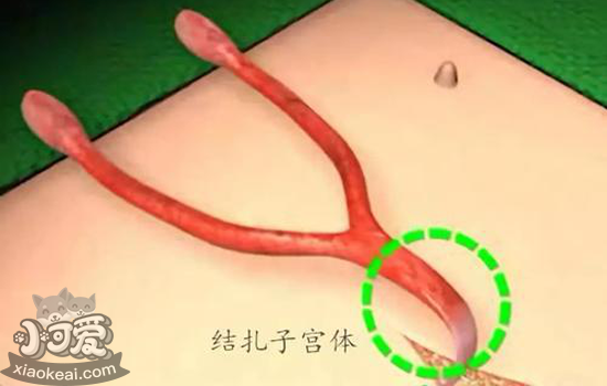 犬猫绝育前准备什么 告诉犬猫在手术床上经历了什么