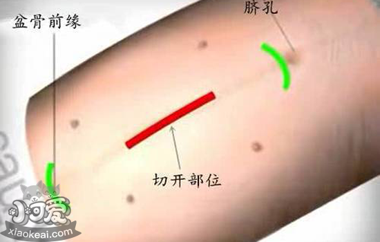 犬猫绝育前准备什么 告诉犬猫在手术床上经历了什么