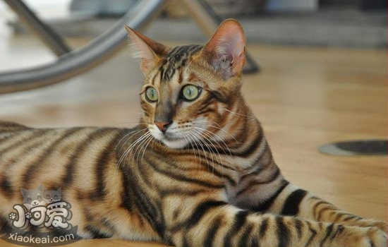如何辨別玩具虎貓是否懷孕 玩具虎貓懷孕了你知道嗎？