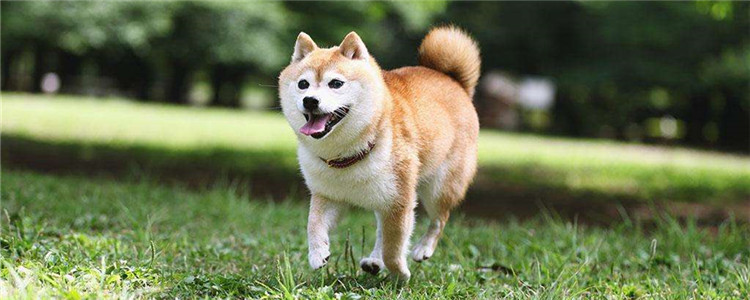 柴犬为什么那么贵 柴犬的价格取决于这四点