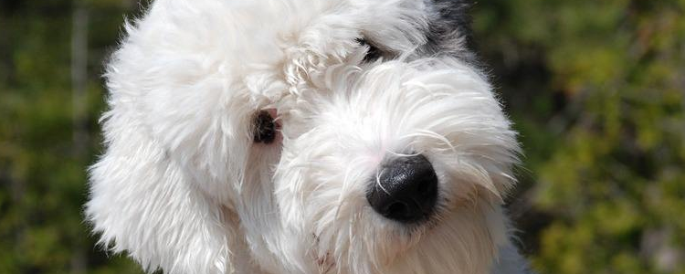 小狗口臭怎么办 是什么原因导致的