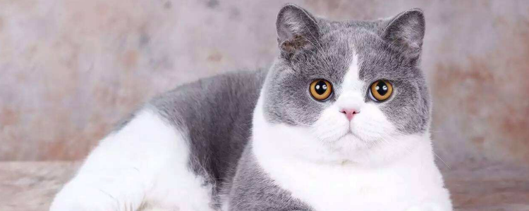 猫能不能喝酸奶 猫喝酸奶需要视情况而定！