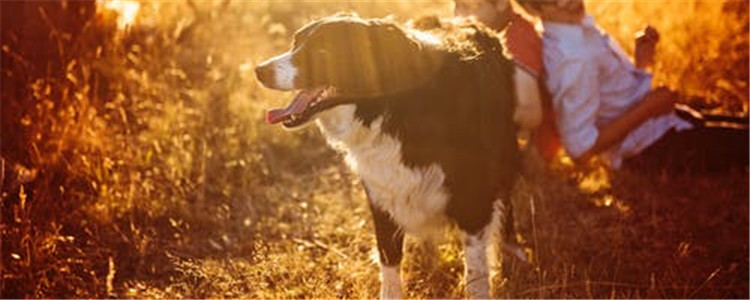中型犬的优点是什么 养小型犬还不如养中型犬