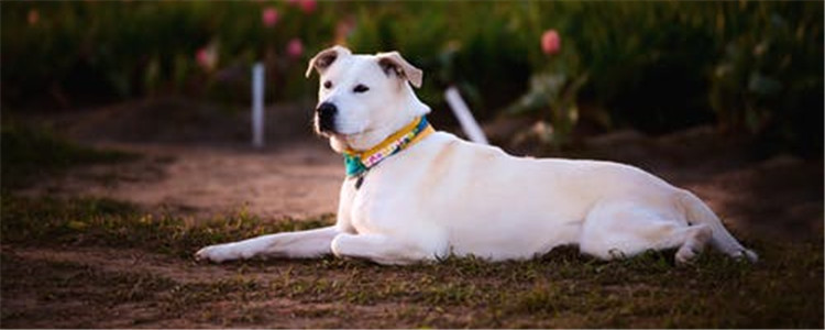 四大优秀护卫犬 你最喜欢哪一种呢