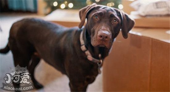 四大优秀护卫犬 你最喜欢哪一种呢