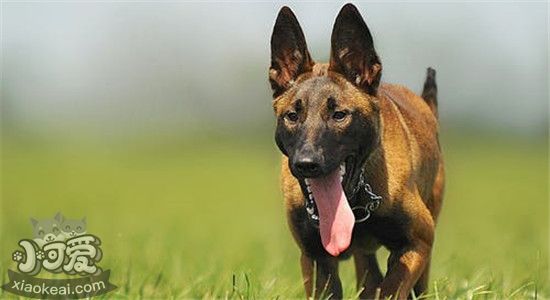 四大优秀护卫犬 你最喜欢哪一种呢