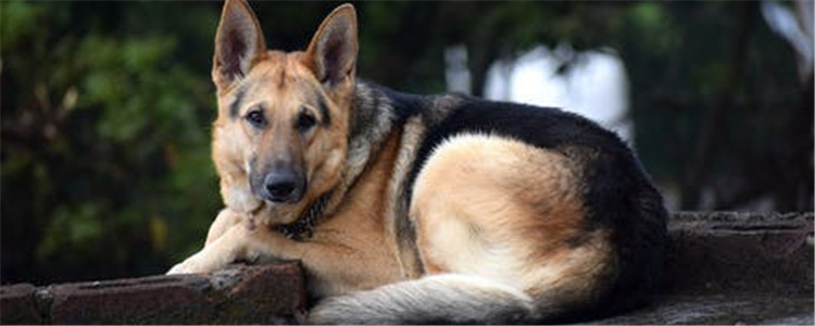 体味重的狗有哪些 这五种狗是公认的体味重